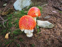 Das rote Pilz Wulstling muscaria, allgemein bekannt als the Fliege agaric or Fliegenwulstling Lizenzfreie Stockfotos Das rote Pilz Wulstling muscaria, allgemein bekannt als the Fliege agaric or Fliegenwulstling Lizenzfreie Stockfotos